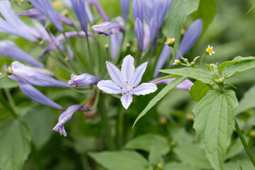 Purple Agapanthus africanus