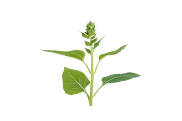Fototapeta premium Young Sunflower Sprout: A vibrant young sunflower plant, showcasing its tender green leaves and tightly closed bud, poised for growth and blossoming.