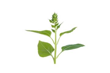 Young Sunflower Sprout: A vibrant young sunflower plant, showcasing its tender green leaves and tightly closed bud, poised for growth and blossoming.
