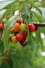 Close-up of ripe and unripe cherry fruits on branches. Prunus avium tree 