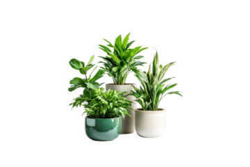 Serene Greenery: An array of vibrant, potted indoor plants bringing life to space with lush green foliage, cultivating a refreshing, natural ambience.