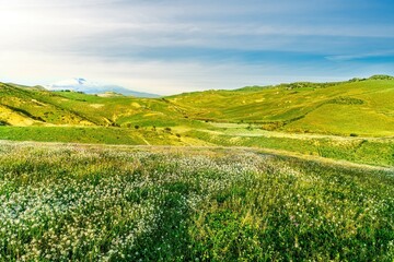 Fototapeta premium spring sunset landscape of beautiful green field with young grass growth and amazing evening cloudy sky on background.
