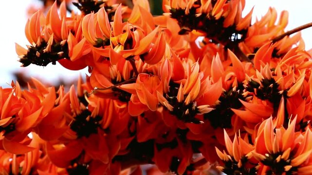 Vibrant Orange Butea Monosperma Flowers in Close-Up View