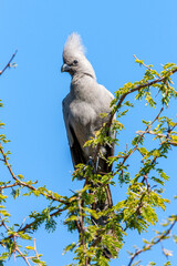 South Africa, Kruger National Park, Grey Go-away-bird (Corythaixoides concolor)