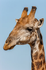 Obraz premium South Africa, Kruger National Park, Giraffe (Giraffa camelopardalis)