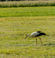 A stork is looking for food in the middle of a field