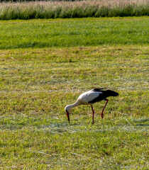 A stork is looking for food in the middle of a field