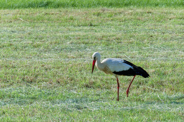 A stork is looking for food in the middle of a field