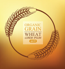 Ears of wheat. Vector illustration.