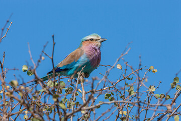 South Africa, Kruger National Park, Lilac-breasted Roller (Coracias caudatus)