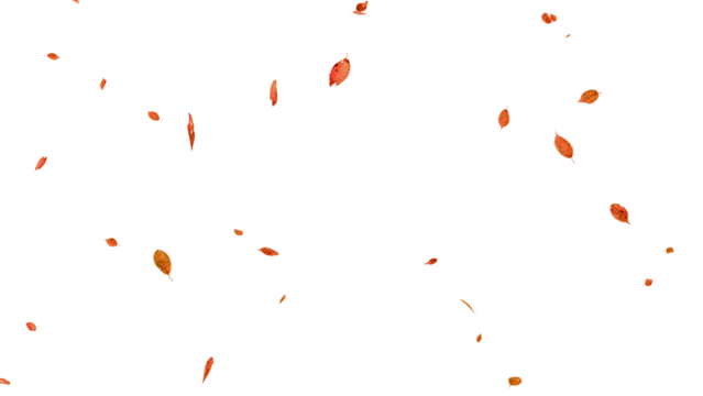 舞い落ちる落ち葉