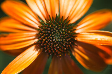 This striking floral detail showcases a vivid center with orange and yellow spikes, surrounded by delicate petals. The close-up captures the beauty of nature's design in soft light.