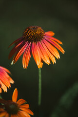 This striking floral detail showcases a vivid center with orange and yellow spikes, surrounded by delicate petals. The close-up captures the beauty of nature's design in soft light.