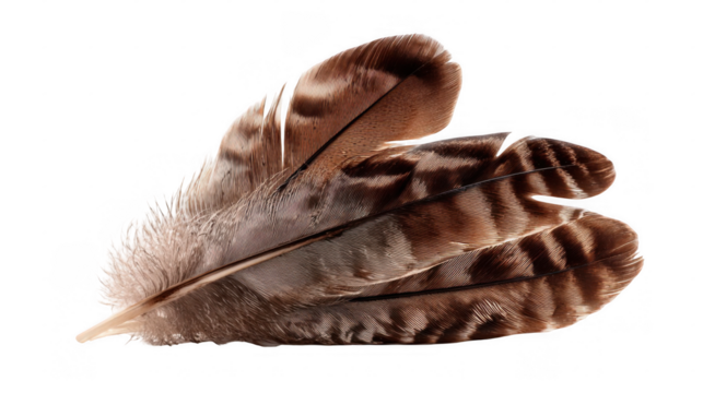 Brown striped feather featuring intricate details, isolated against a transparent background, ideal for graphic design or nature themed projects. Perfectly capturing the elegance of avian plumage