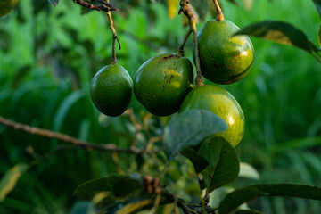 A bunch of avocados hanging from a tree