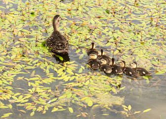 A female mallard duck, Anas platyrhynchos, swims with her seven chicks in a pond covered in long-leaf pondweed.