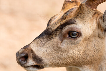 Close-up fallow deer in wild nature