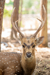 Close-up fallow deer in wild nature