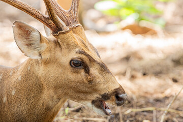 Close-up fallow deer in wild nature