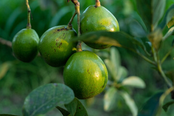 A bunch of avocados hanging from a tree