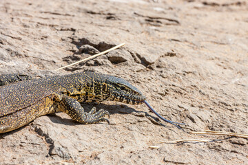 South Africa, Kruger National Park, Nile Monitor (Varanus niloticus)