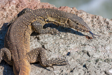 South Africa, Kruger National Park, Nile Monitor (Varanus niloticus)