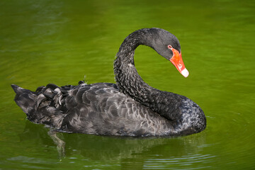 Fototapeta premium The rare elegance of the black swan, perfectly at home in peaceful waters