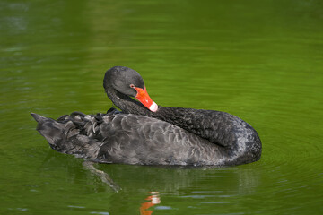 The rare elegance of the black swan, perfectly at home in peaceful waters