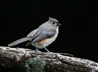 Tufted titmouse Songbird Closeup