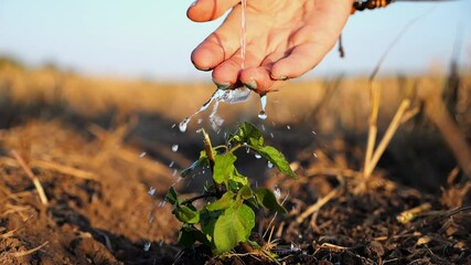 Drops water fall on leaves during pouring planted green sprout into ground soil at meadow. Caring for small seedling during drought at sunset. Agricultural business concept. Close up Slow motion - Powered by Adobe