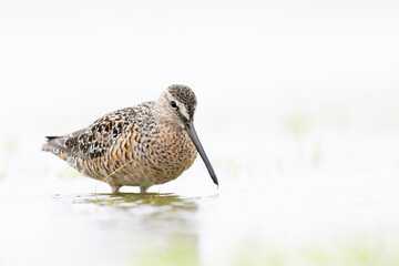 A long-billed dowitcher (Limnodromus scolopaceus) foraging in a meadow.