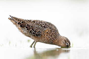 A long-billed dowitcher (Limnodromus scolopaceus) foraging in a meadow.