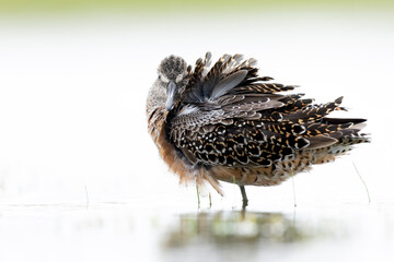 A long-billed dowitcher (Limnodromus scolopaceus) foraging in a meadow.