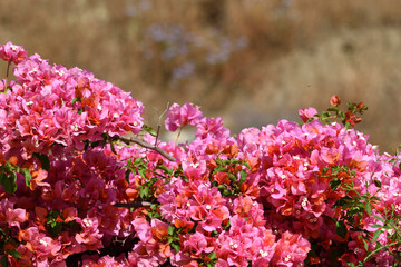 Primer plano de una buganvilla con flores fucsias intensas iluminadas por el sol, s&iacute;mbolo de verano y naturaleza mediterr&aacute;nea.