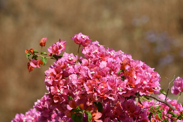 Primer plano de una buganvilla con flores fucsias intensas iluminadas por el sol, s&iacute;mbolo de verano y naturaleza mediterr&aacute;nea.