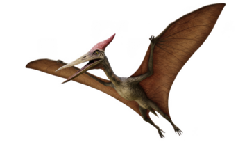 Pterodactyl flying, transparent background
