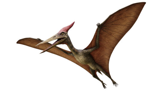 Pterodactyl flying, transparent background