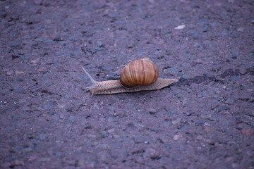 snail on a wooden background