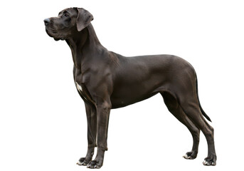 Great dane dog standing, transparent background