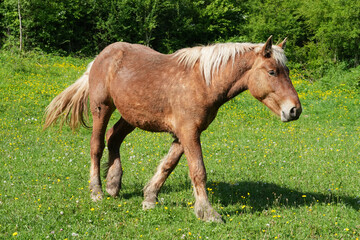 Obraz premium Comtois-Pferd auf einer Weide in Frankreich