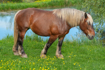 Comtois-Pferd auf einer Weide in Frankreich an einem kleinen See