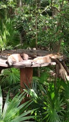 Several coatis resting closely together on the ground in their natural habitat