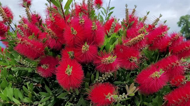 Karminroter Zylinderputzer (Callistemon citrinus), Myrtengew&auml;chse, Meran, S&uuml;dtirol, Italien, Europa