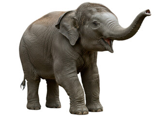 Young elephant, transparent background