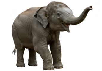 Young elephant, transparent background
