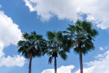 Fototapeta premium Three palm trees are standing in a field with a blue sky