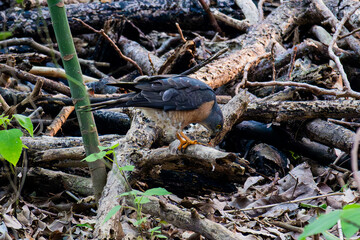 母赤腹鷹 Accipiter soloensis