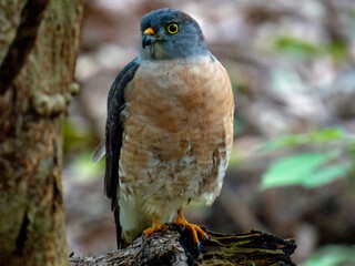 母赤腹鷹 Accipiter soloensis