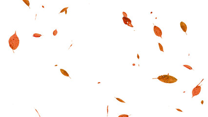 舞い落ちる落ち葉