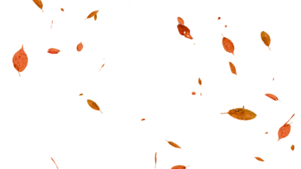 舞い落ちる落ち葉